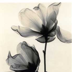 Andrea Markham Photo 31
