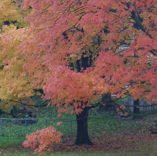 Nancy Kelley Photo 26