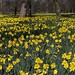 Hope Fields Photo 15