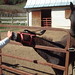 Connie Huey Photo 7