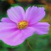 Patricia Flowers Photo 10