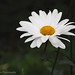 E Nagy Photo 8