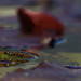 Anne Pardo Photo 6