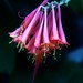 Vivian Bell Photo 35