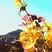 Buena Plant Photo 2
