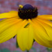 Susan Green Photo 16