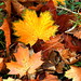 Maple Brown Photo 13