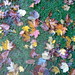 Penny Wood Photo 25