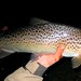 Lindsay Fish Photo 16