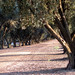 Lane Olives Photo 5