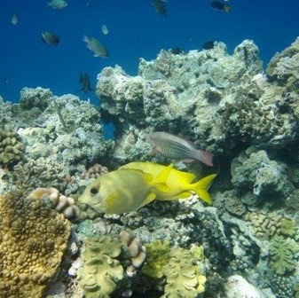 Carl Stephenson Photo 7