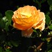 Terrence Flowers Photo 15
