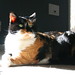 Mandy Sun Photo 12