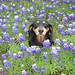 Diane Dean Photo 12