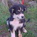 Shawn Ramsey Photo 20