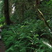 Gina Forest Photo 7
