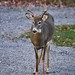 Ann Buck Photo 17