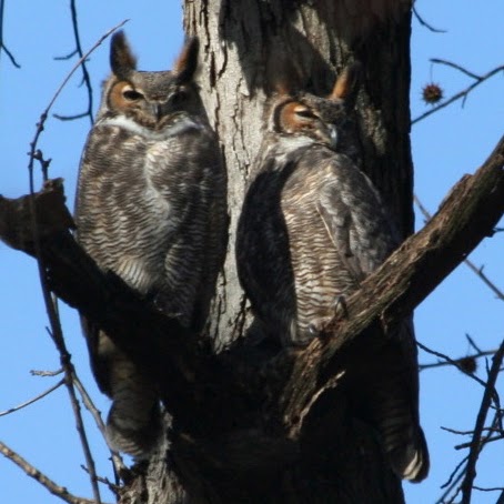 Debbie Becker Photo 40