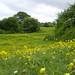 Deborah Meadows Photo 18
