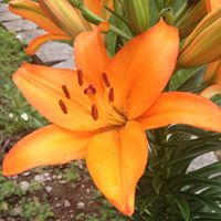 Laura Arbogast Photo 19