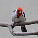 Tracy Red Photo 8