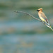 Sandy Finch Photo 16