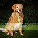 Raymond Golden Photo 17