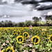 Gayle Johnson Photo 17