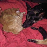 Ginger Bean Photo 2