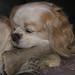 Hollis Murphy Photo 7