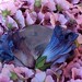 Crystal Bloom Photo 11
