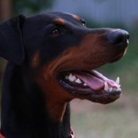 Ron Summers Photo 20