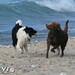Barbara Pippin Photo 21