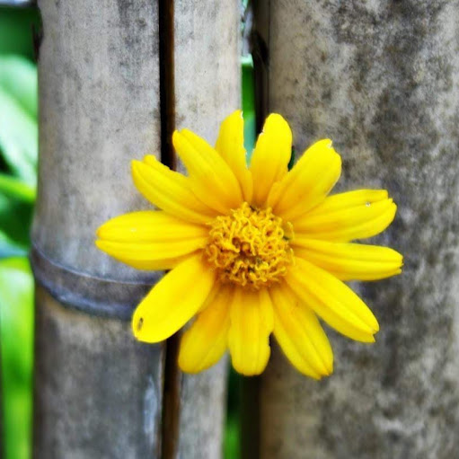 Joy Capps Photo 7