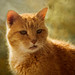Ginger Sampson Photo 2