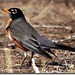 Robin Chatfield Photo 11