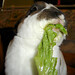 Rex Gross Photo 4