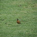 Robin Near Photo 5