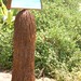 Mike Macgregor Photo 11