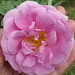Betty Rose Photo 14