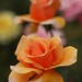 Brandy Rose Photo 8