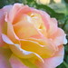 Rosa Bloom Photo 5