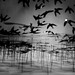 Felicia Powers Photo 24
