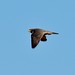 Rosella Harris Photo 17