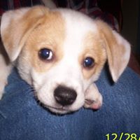 Robert Kinzer Photo 9