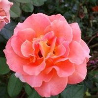 Diane Milner Photo 21