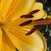 Heather Lilly Photo 16