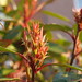 Robin Plant Photo 8
