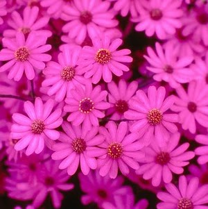 Catherine Rose Photo 37