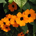 Carmen Flores Photo 15